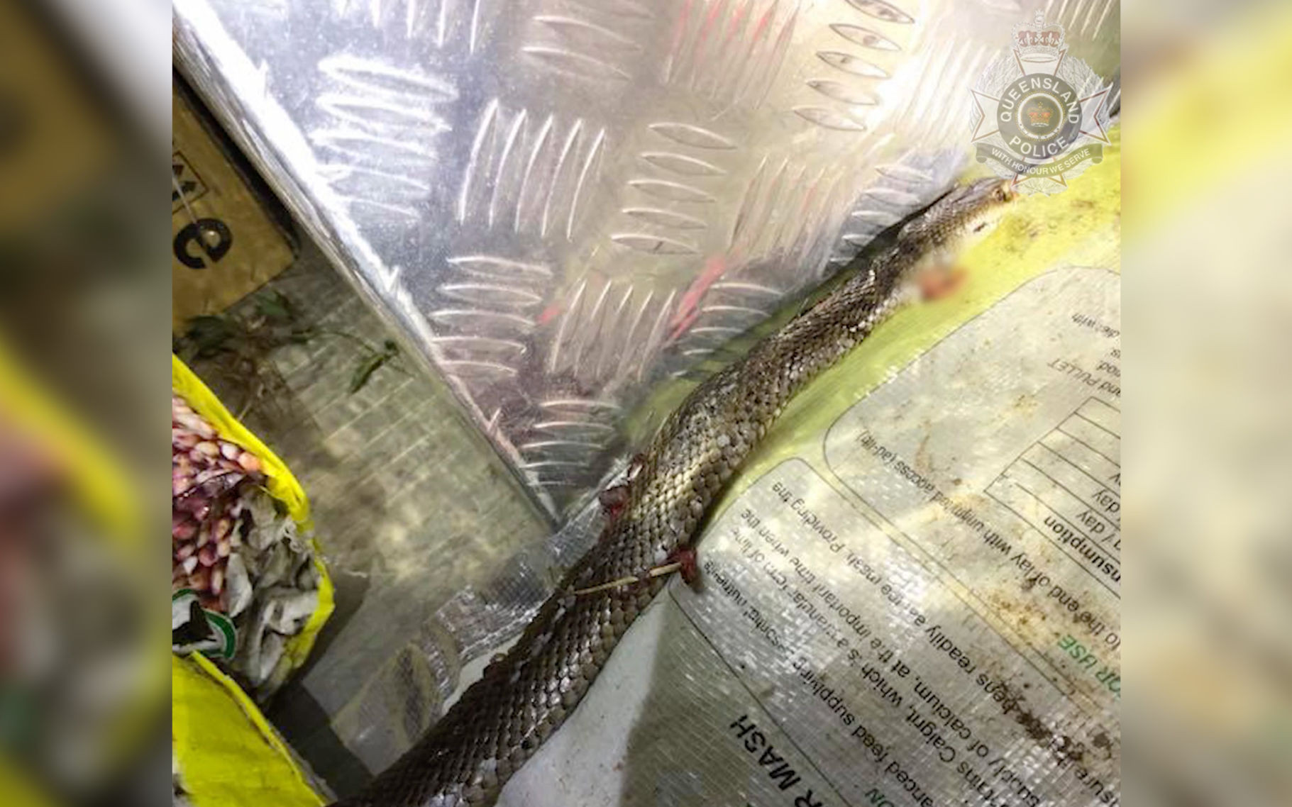 Snake